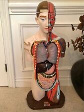 Vintage 1960s Clay Adams Anatomical Model Male Torso Anatomy  picture