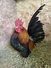 12+ SHOW QUALITY SERAMA Hatching Eggs / Smallest Chicken Breed In The World picture