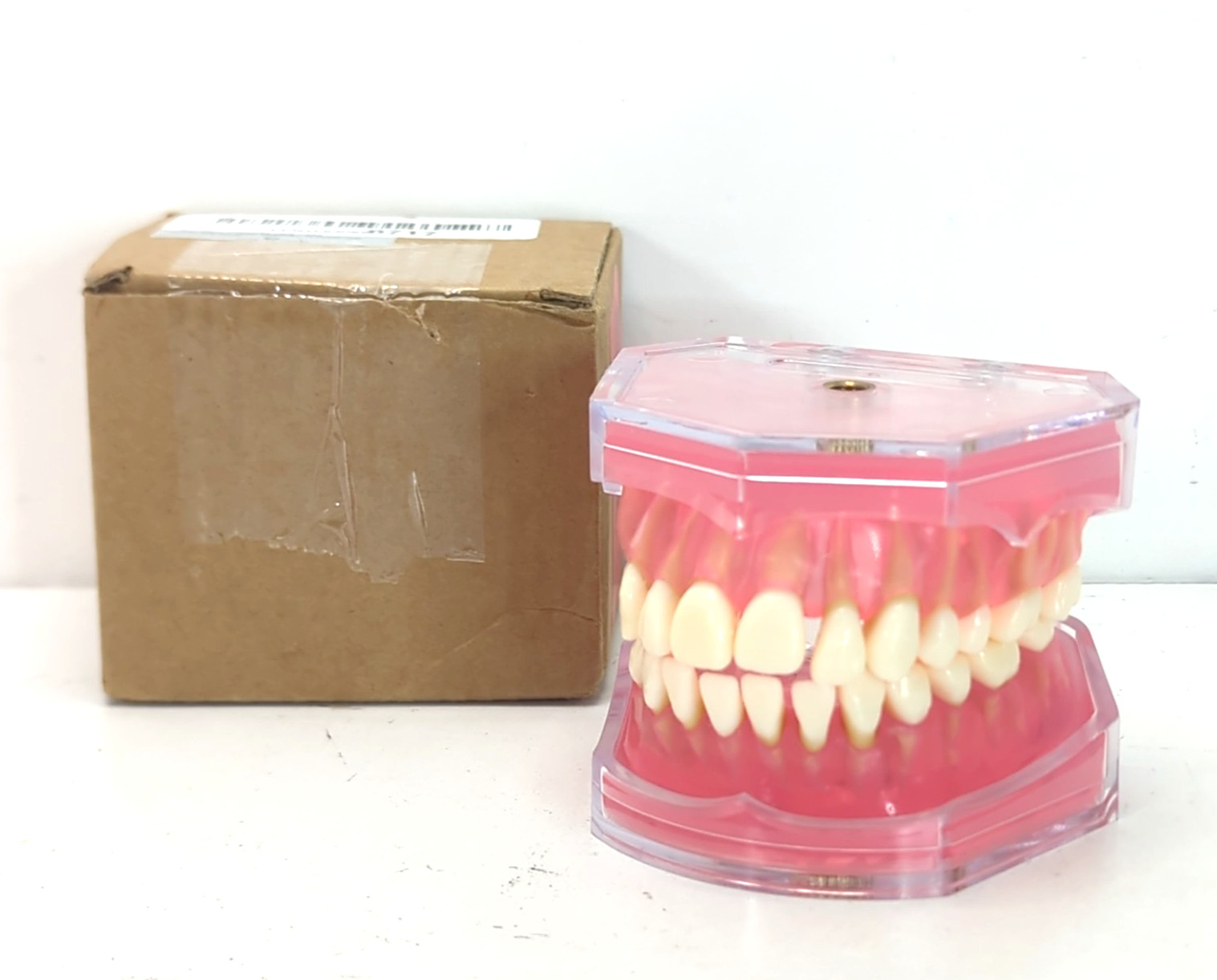 Dental Typodont Study Model w/ 28 Removable Teeth Soft Silicone/Rubber Gums New