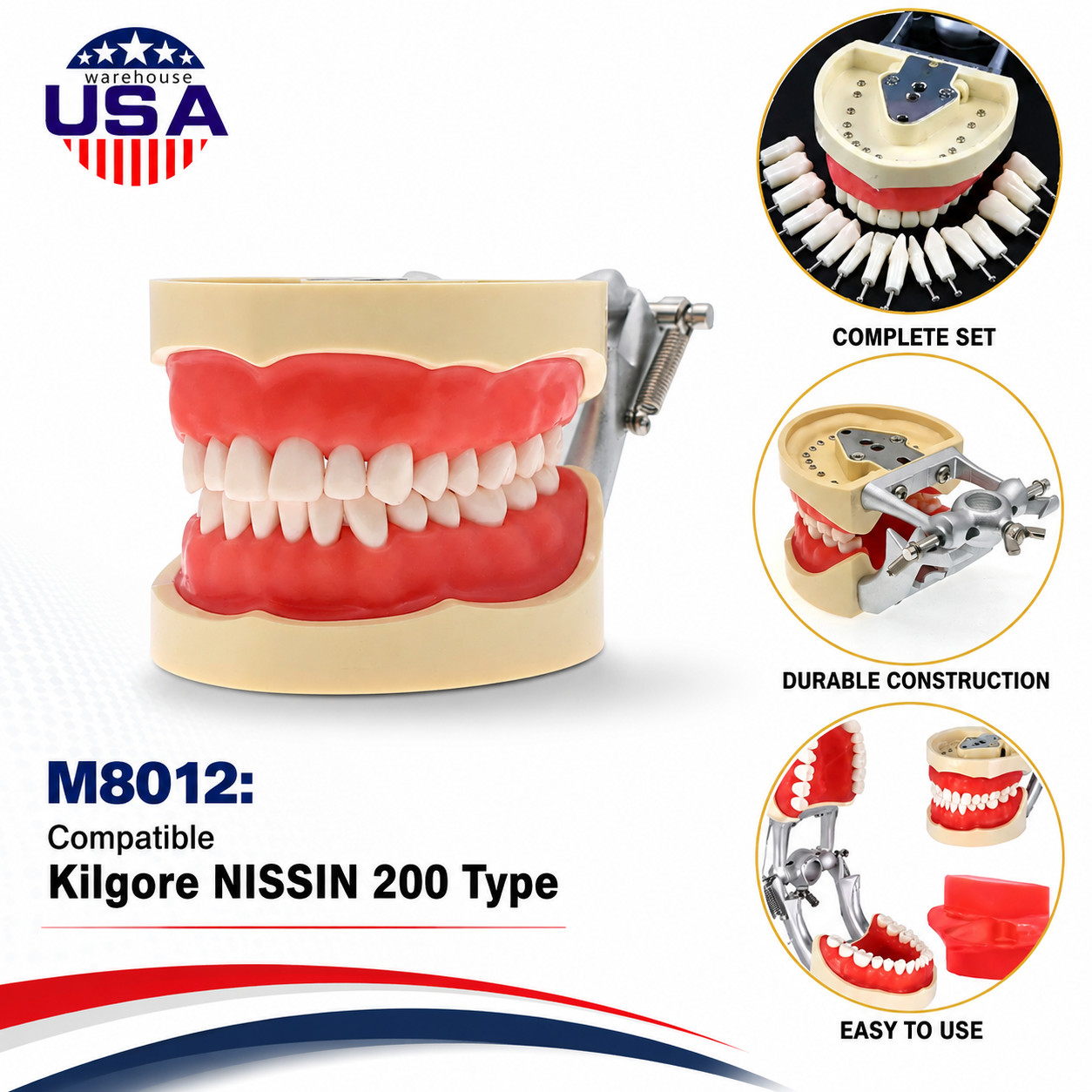 Dental 200 Type Typodont Model With Removable Teeth fit Kilgore NISSIN M8012