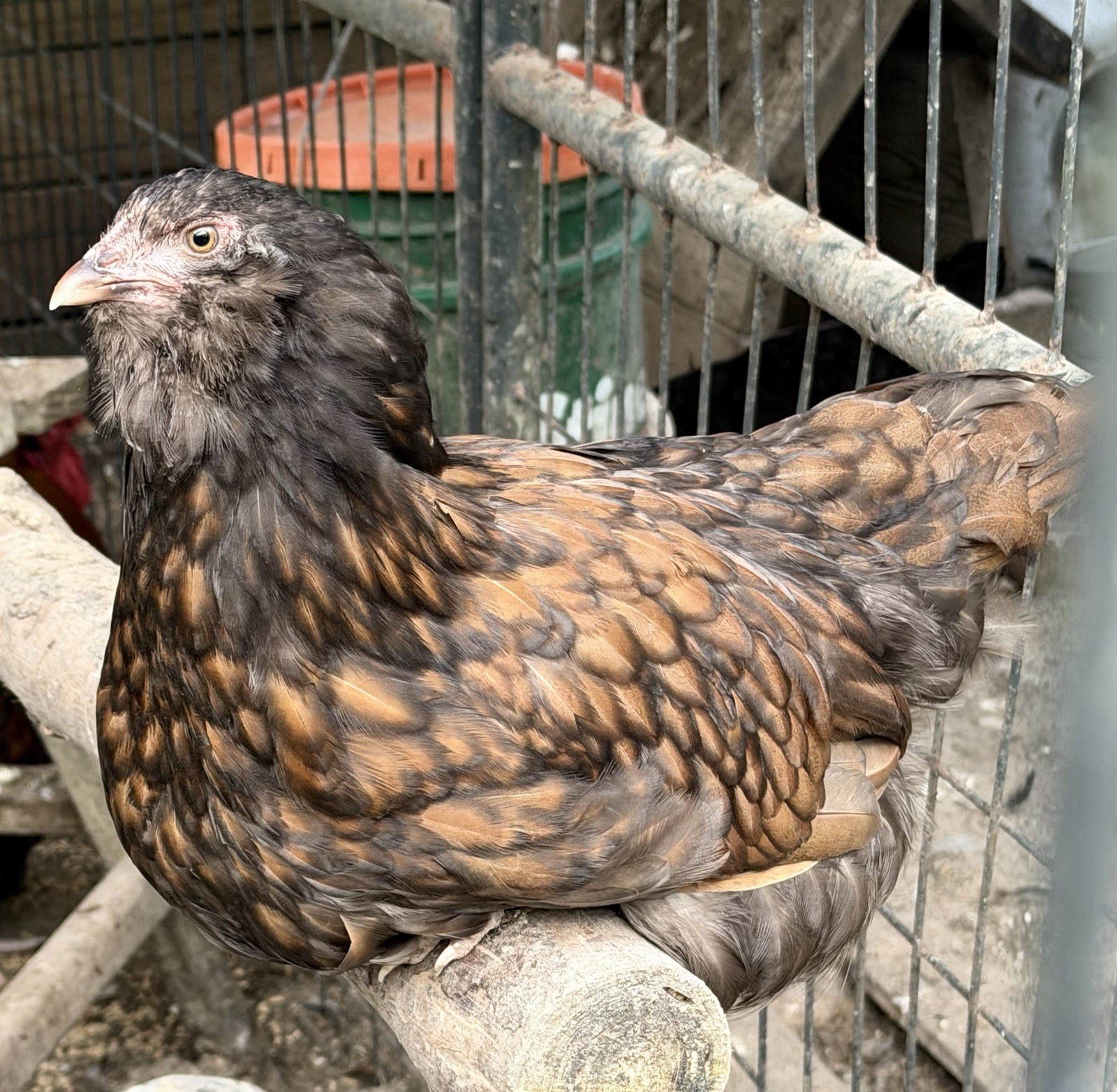 6+ Ameraucana & Easter Egger CHICKEN Hatching EGGS for Sale ...