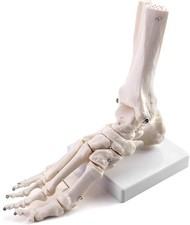 Rodent Foot Skeleton Human Foot Skeleton Model, Life Size Medical Anatomy Foot and Ankle ...