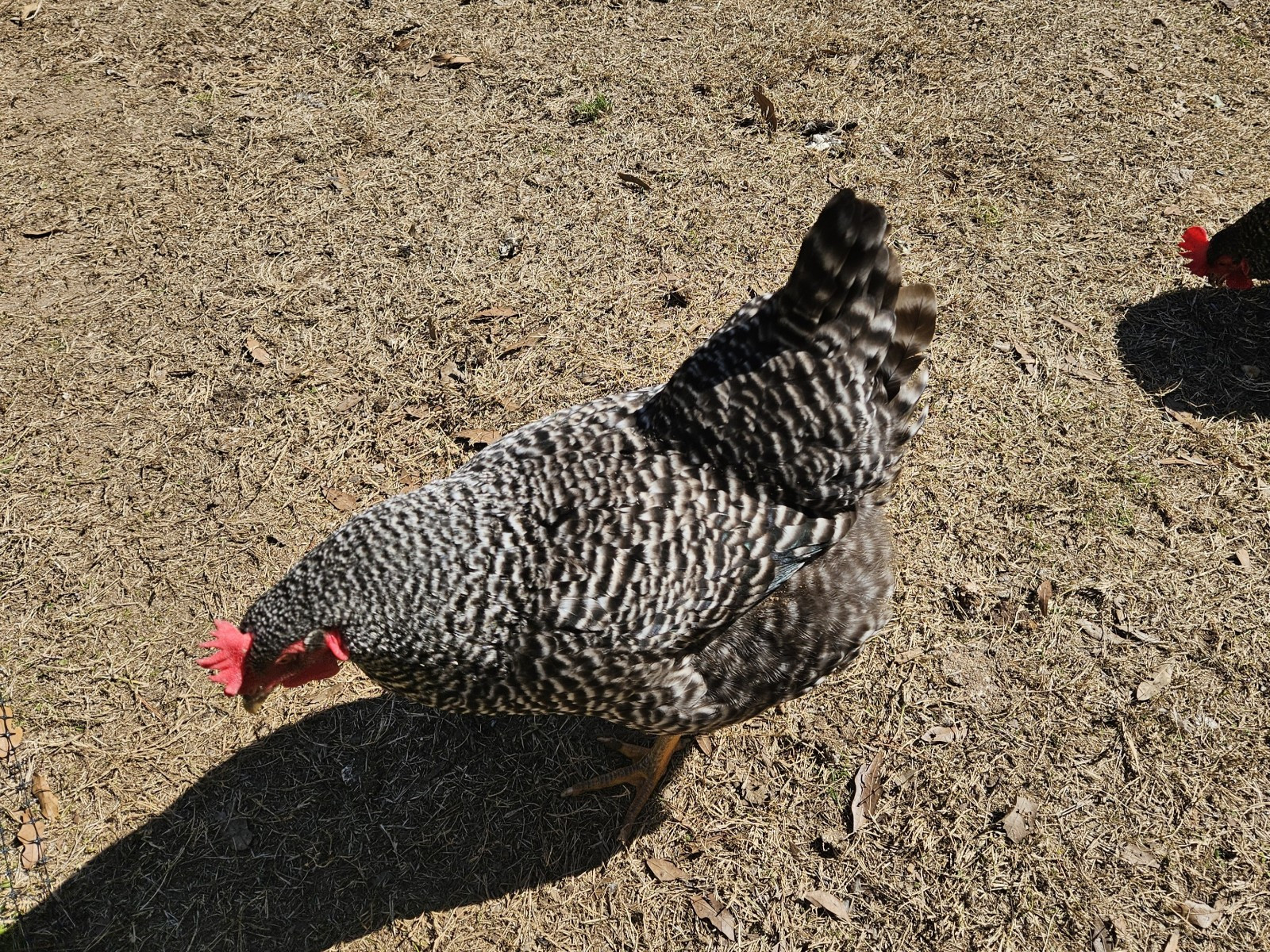 Half Dozen Fertilized Plymouth Barred Rock Chicken Eggs For Incubating, 6 Eggs