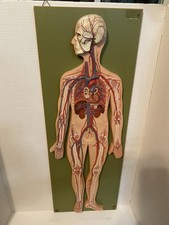 Vintage SOMSO Human Anatomy Vascular System Relief Model picture