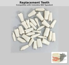 Replacement Teeth, Compatible with Columbia 860 Typodont picture