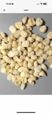 BAG OF 100 LOOSE TEETH OF DIFFERENT SIZES AND SHADES picture