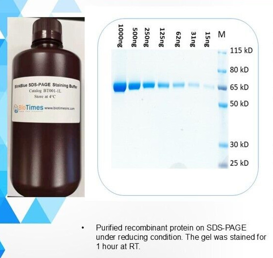 One step SDS-PAGE gel Staining Buffer - 1 liter, catalog BT001-1L