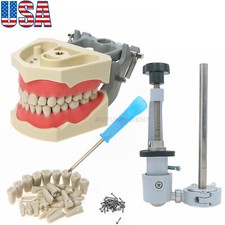 US Columbia 860 Type Dentoform Dental Typodont Model 32pcs Removable Teeth picture