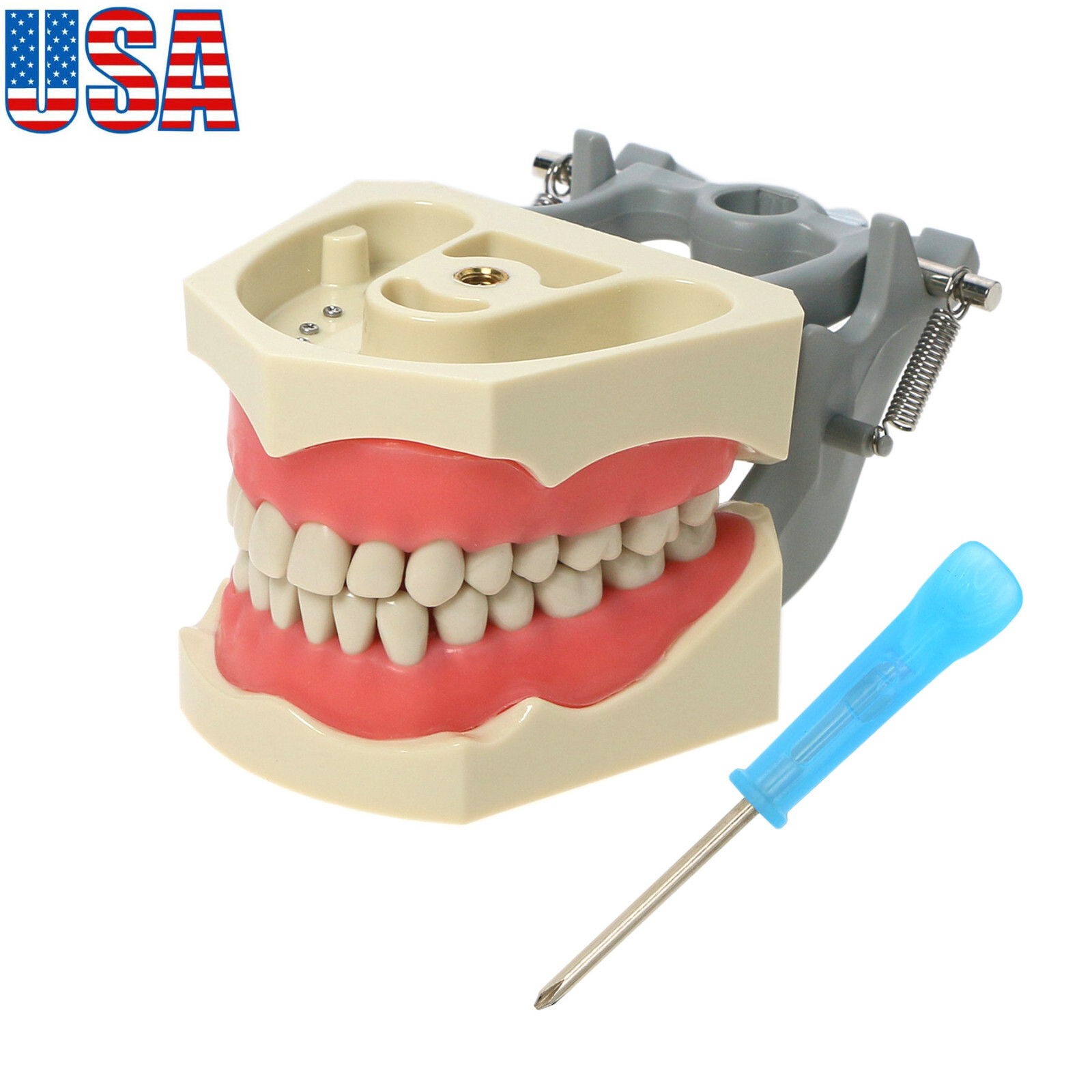 US Columbia 860 Type Dentoform Dental Typodont Model 32pcs Removable Teeth
