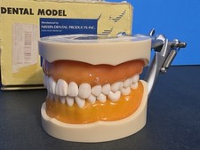 Nissin Dental Typodont Model PRO2001-UL-UP-DPM-32 for Dentistry Laboratory picture