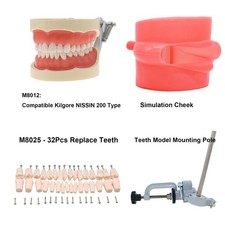 Dental 200 Type Typodont Model With Removable Teeth fit Kilgore NISSIN M8012 picture
