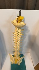 Vintage SOMSO Human Vertebral Column with Pelvis Model - Made in West Germany picture